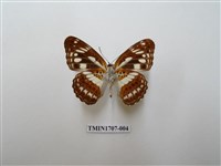 藏品(殘眉線蛺蝶)的圖片